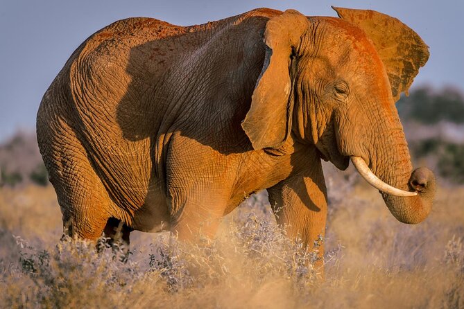 2 Days Tsavo East and Ngutuni Sanctuary starting from Mombasa. - Key things to know before you go