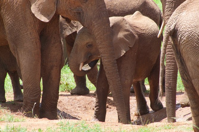 2 Days Tsavo East and Ngutuni Sanctuary starting from Mombasa. - A short safari that gets you into Tsavo East fast