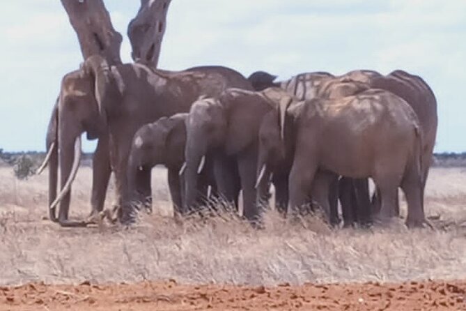 2 Days Tsavo East and Ngutuni Sanctuary starting from Mombasa. - Day 1: From Mombasa through Bachuma gate to your first 2-hour safari