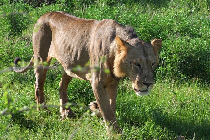 2 Days Tsavo East and Ngutuni Sanctuary starting from Mombasa. - Day 2: Dawn drive, breakfast, then Ngutuni Sanctuary mid-morning