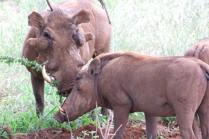 2 Days Tsavo East and Ngutuni Sanctuary starting from Mombasa. - Wildlife highlights, what the itinerary is really optimized for
