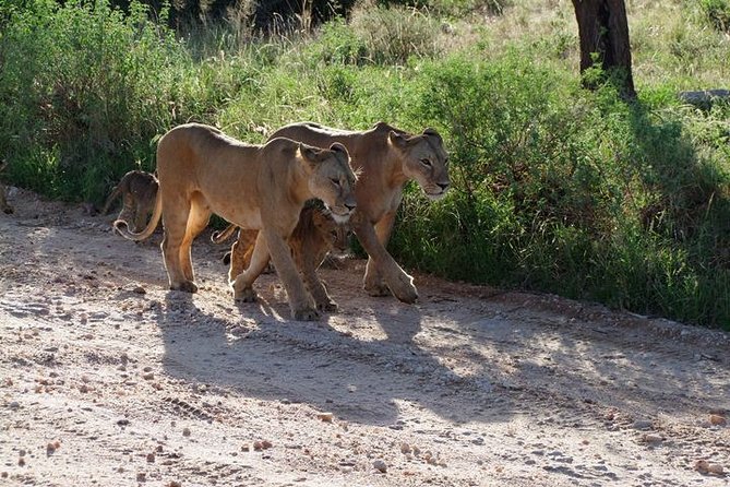 2 Days Tsavo East and Ngutuni Sanctuary starting from Mombasa. - Guide quality can make or break the sightings