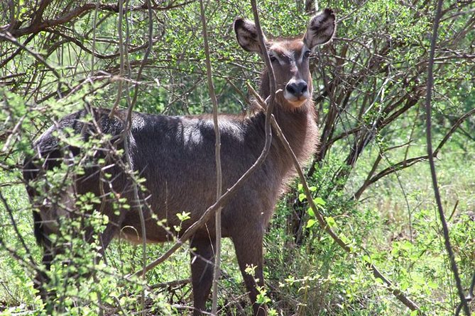 2 Days Tsavo East and Ngutuni Sanctuary starting from Mombasa. - Price and value: what $742 per person includes and why it matters