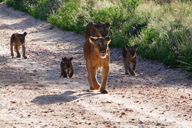 2 Days Tsavo East and Ngutuni Sanctuary starting from Mombasa. - Logistics that will save you stress
