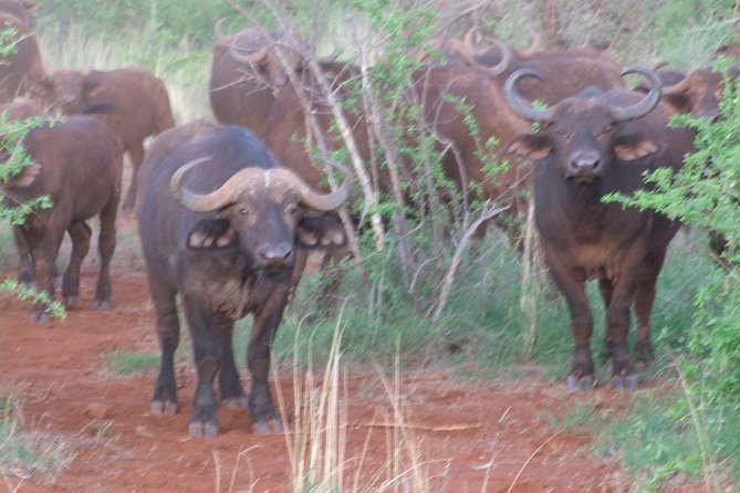 2 Days Tsavo East and Ngutuni Sanctuary starting from Mombasa. - Ngutuni Lodge overnight, the hidden time-saver