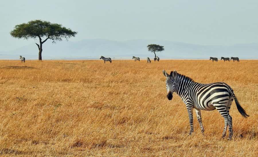 2 days Tsavo East and saltlick safari from Diani/Mombasa - Is this safari a good fit for you?