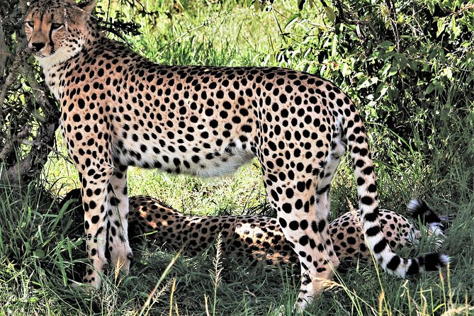 2 Days Tsavo East National Park Tour From Mombasa/Diani (1 Night) - Key Points You’ll Care About