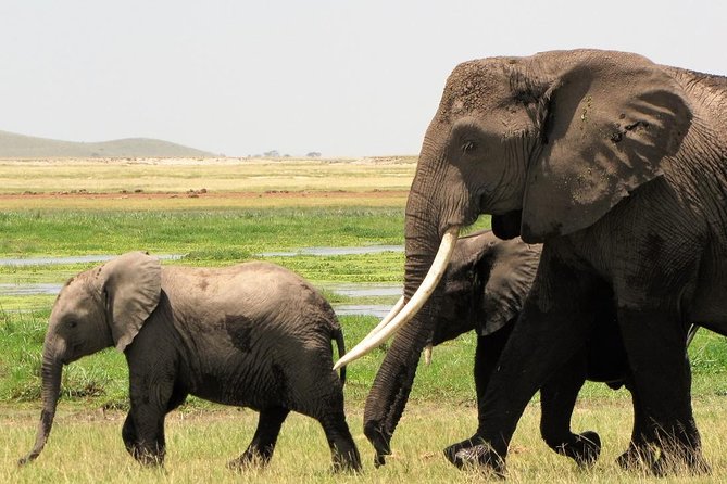 2 Days Tsavo East National Park Tour From Mombasa/Diani (1 Night) - Game Drives That Actually Improve Your Odds