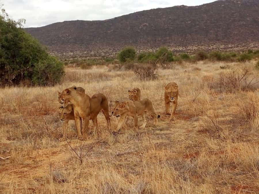 2-Days Wildlife Safari to Tsavo East & Tsavo West Park - Key things to know before you go