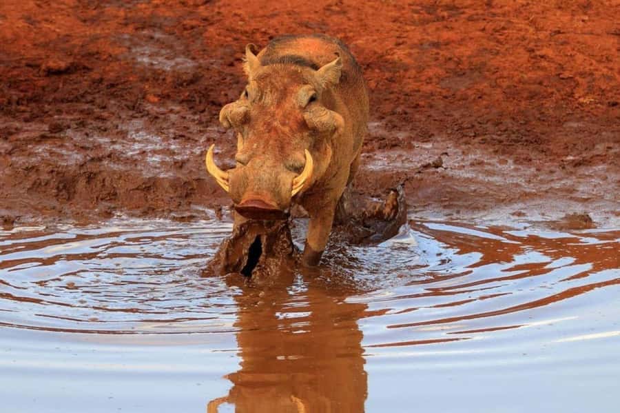 2-Days Wildlife Safari to Tsavo East & Tsavo West Park - Tsavo West arrival and the rhino angle at the right time