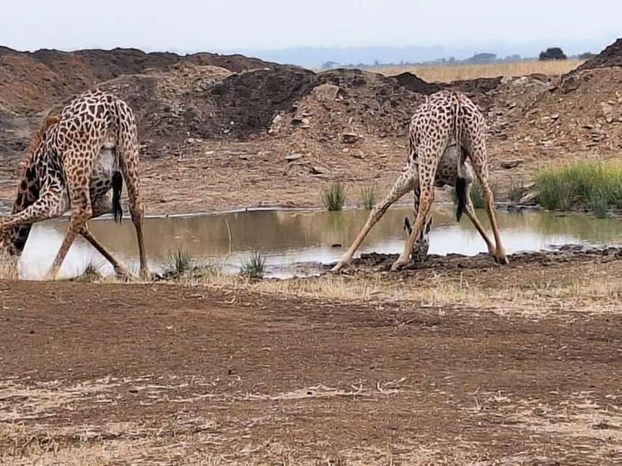 2-Days Wildlife Safari to Tsavo East & Tsavo West Park - The overnight part that often makes or breaks the morning