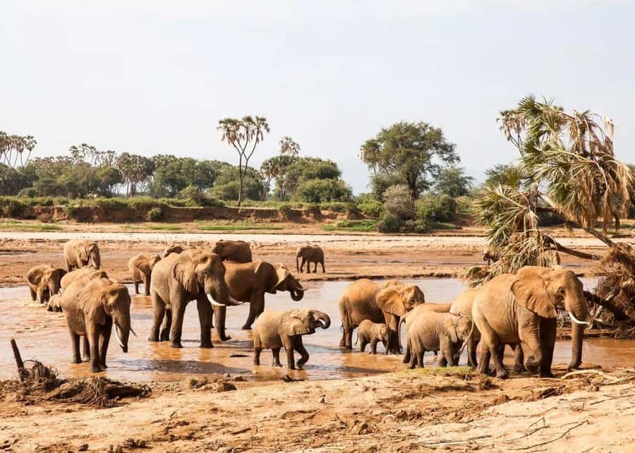2-Days Wildlife Safari to Tsavo East & Tsavo West Park - Mzima Springs walking safari: short, guided, and close to the Tsavo River