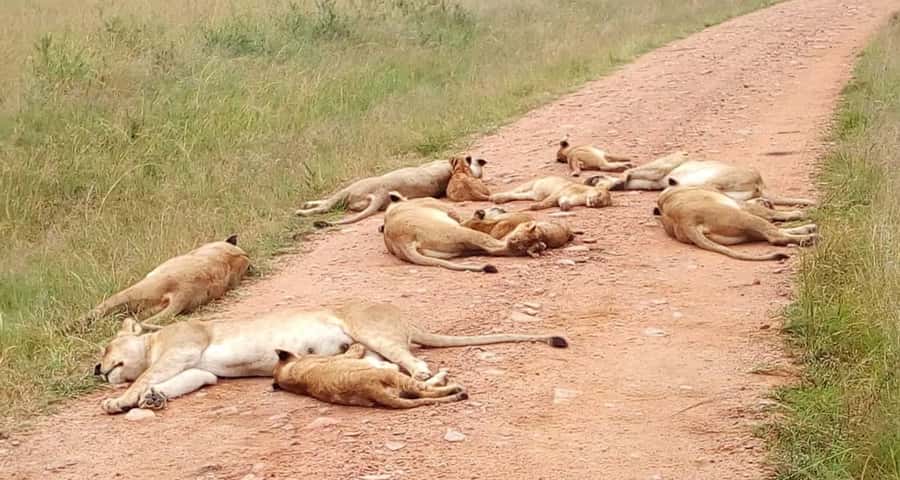 2-Days Wildlife Safari to Tsavo East & Tsavo West Park - Group experience quality: why your guide choice matters