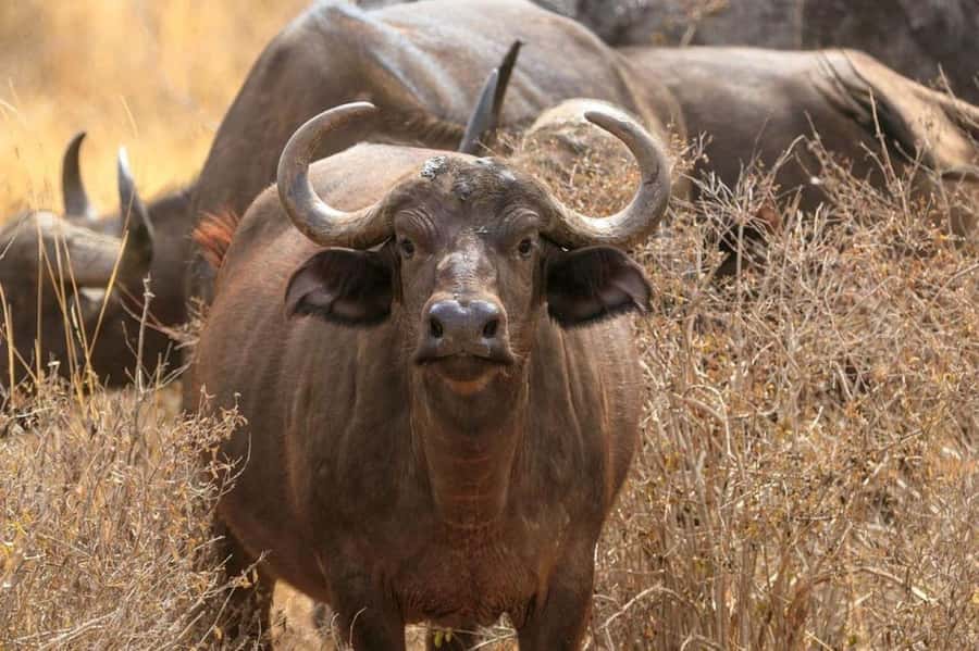 2-Days Wildlife Safari to Tsavo East & Tsavo West Park - Tsavo East entry: Aruba Dam and Kendari Swamp for fast action