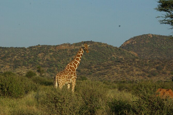 2 nights 3 days Masai Mara safari package - Day 2 a whole safari drive with picnic lunch box