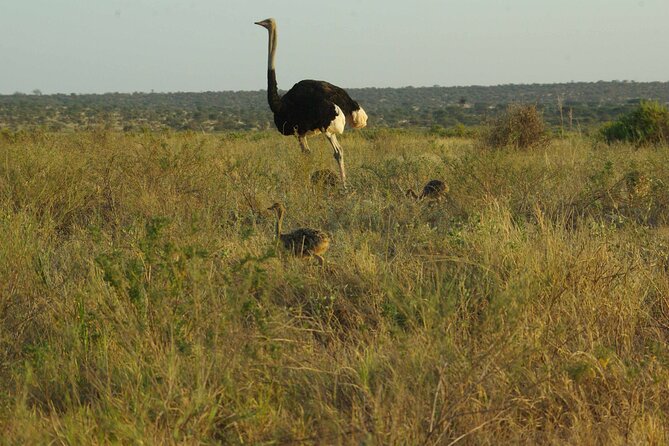 2 nights 3 days Masai Mara safari package - Day 3 early morning savannah safari and the return to Nairobi