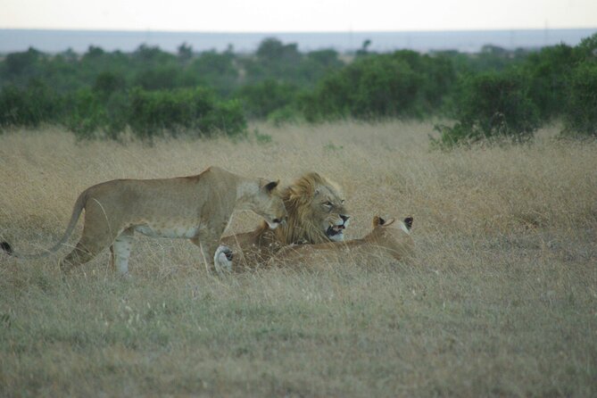 2 nights 3 days Masai Mara safari package - Price of $870.39 per person, is it a good deal?