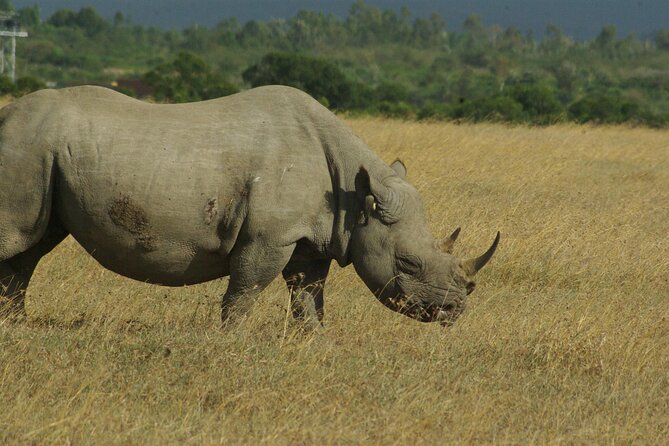 2 nights 3 days Masai Mara safari package - The guide matters, and Nicholas shows up in the right way