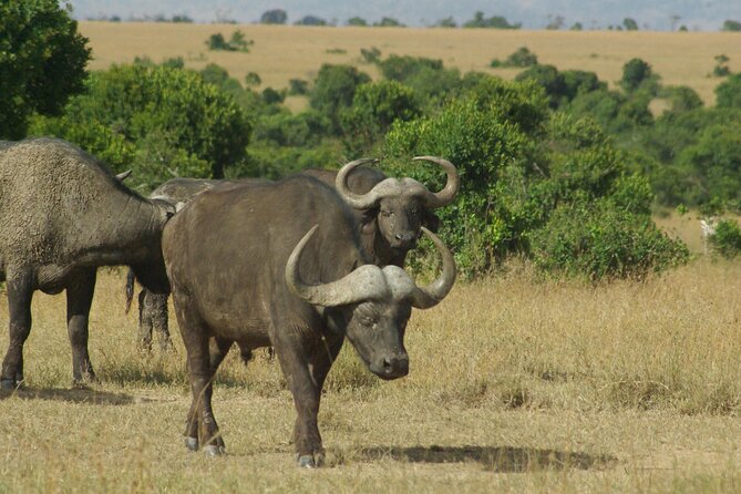 2 nights 3 days Masai Mara safari package - What to expect from your safari days, realistically