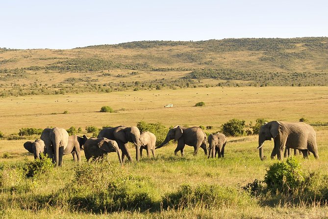 3 Day 2 Nights Maasai Mara Safari - Key things that make this safari work