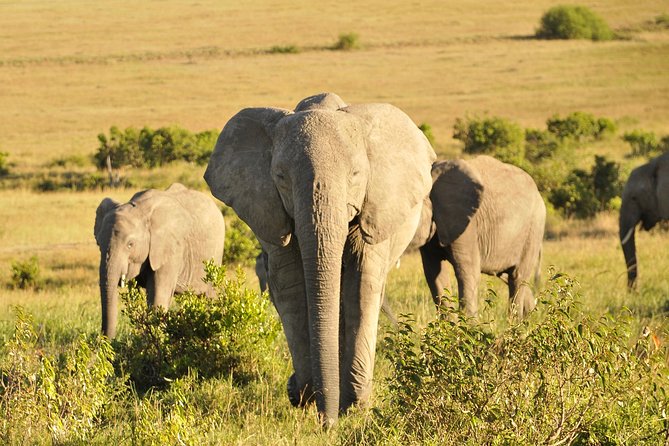 3 Day 2 Nights Maasai Mara Safari - Why Maasai Mara Hits So Hard in the First 15 Minutes