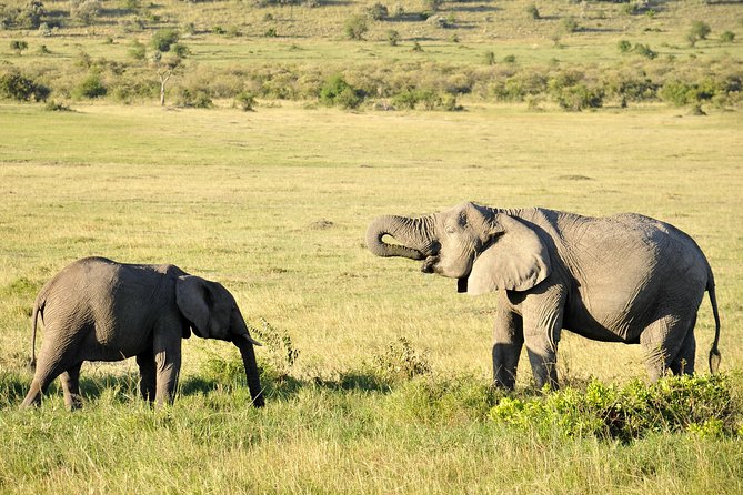 3 Day 2 Nights Maasai Mara Safari - Getting from Nairobi to the reserve without losing your day