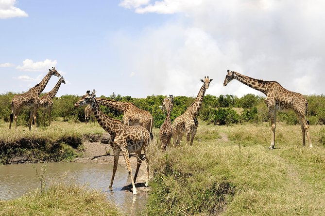 3 Day 2 Nights Maasai Mara Safari - Day 1 in Maasai Mara: Afternoon game drive and that classic sunset payoff