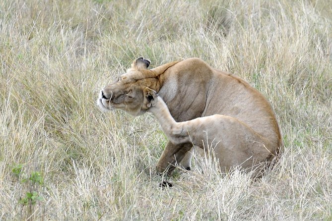 3 Day 2 Nights Maasai Mara Safari - Day 3: Maasai village visit and return to Nairobi with lunch en route