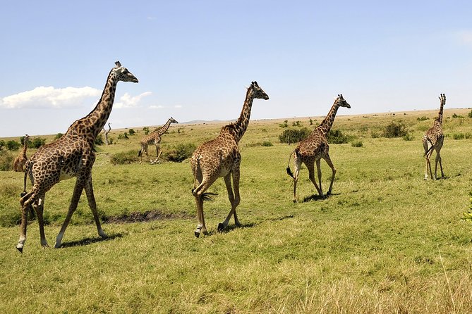 3 Day 2 Nights Maasai Mara Safari - The guide and vehicle factor: why the team matters in a small-group safari