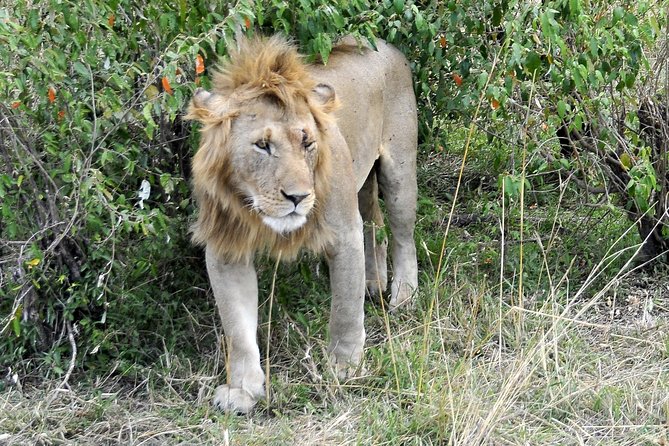 3 Day 2 Nights Maasai Mara Safari - What to expect from the wildlife experience, season and reality check