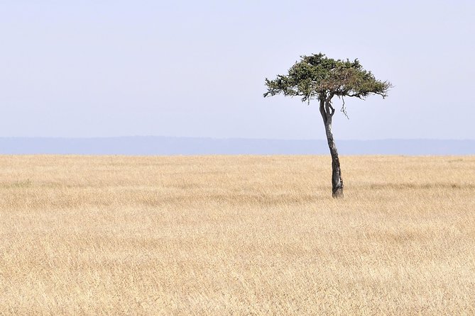 3 Day 2 Nights Maasai Mara Safari - Price, what $390 covers, and what you should budget for