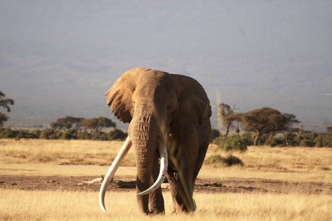 3-Day Amboseli National Reserve Safari from Nairobi - Day 2: Kilimanjaro views, more wildlife time, and an optional Maasai village