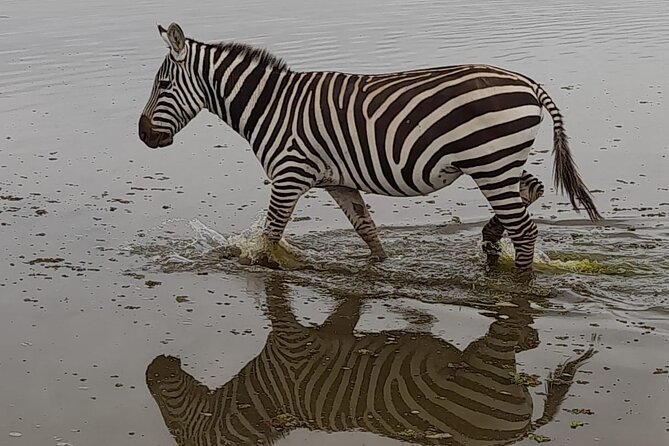 3-Day Amboseli Safari from Nairobi - Private vs shared safari: what you gain, what you give up, and who should pick what