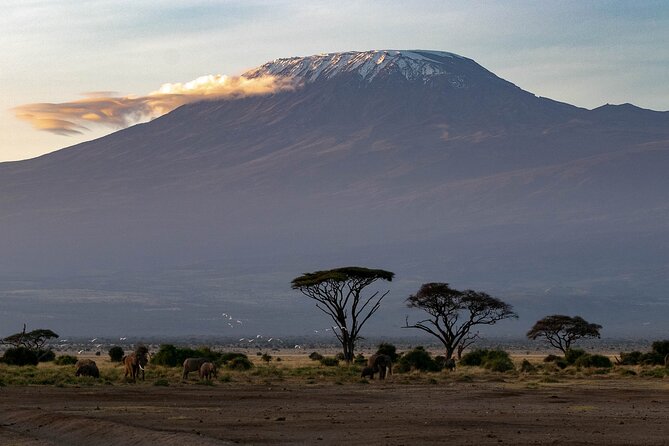 3-Day Amboseli Safari from Nairobi - How the itinerary timing affects your odds of good sightings