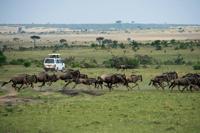3-DAY Best Maasai Mara Safari (POPULAR) - Entering Maasai Mara from the Great Rift Valley, without the chaos
