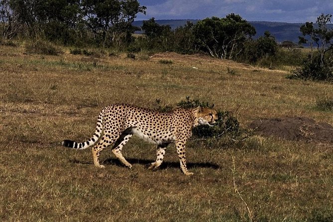3-DAY Best Maasai Mara Safari (POPULAR) - Day 2: Full-day safari in the Mara, plus Mara River wildebeest drama