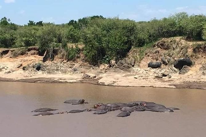 3-DAY Best Maasai Mara Safari (POPULAR) - Safari reality checks: seats, commentary, and how to get the most out of each drive