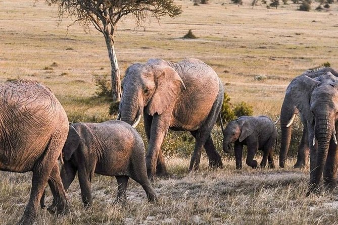 3-DAY Best Maasai Mara Safari (POPULAR) - Should you book this 3-day Maasai Mara safari?