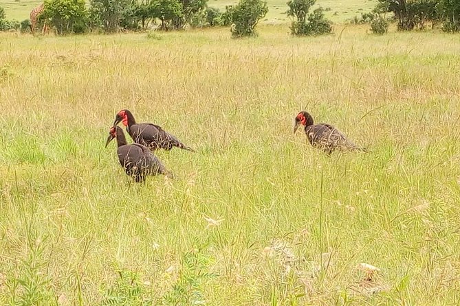 3-day Budget Safari To Maasai Mara - Price and logistics: where this budget safari makes sense