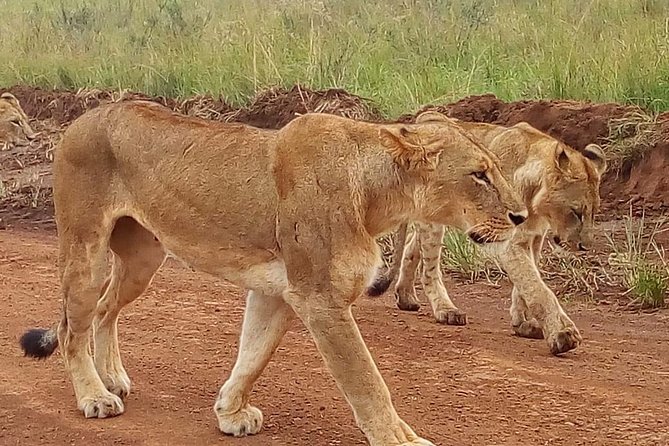 3-day Budget Safari To Maasai Mara - Camp and meals: good value, but quality can swing