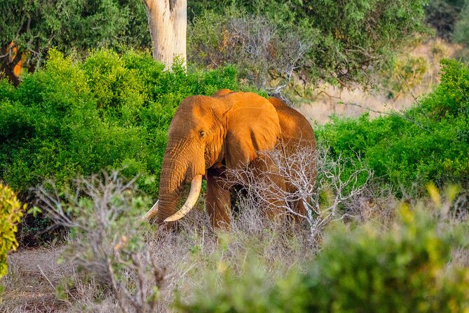3 day Diani Beach To Tsavo East & West - Key highlights (what makes this itinerary work)