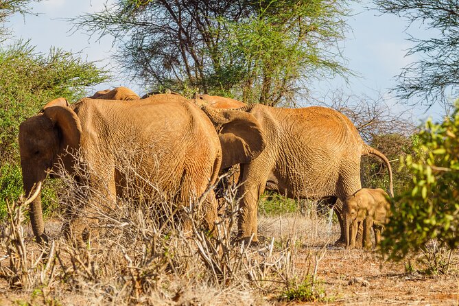 3 day Diani Beach To Tsavo East & West - Coast-to-Tsavo Timing: Why the 7:00 am start matters
