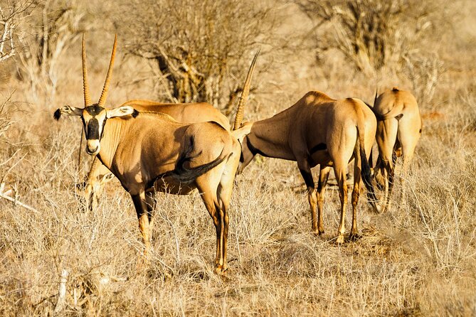 3 day Diani Beach To Tsavo East & West - Why the best guides make or break this kind of safari