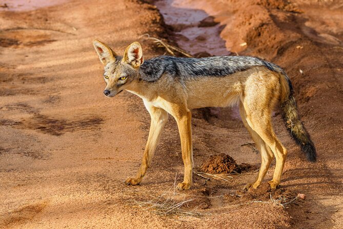 3 day Diani Beach To Tsavo East & West - Value and price: What $2,020 per person buys you in the real world