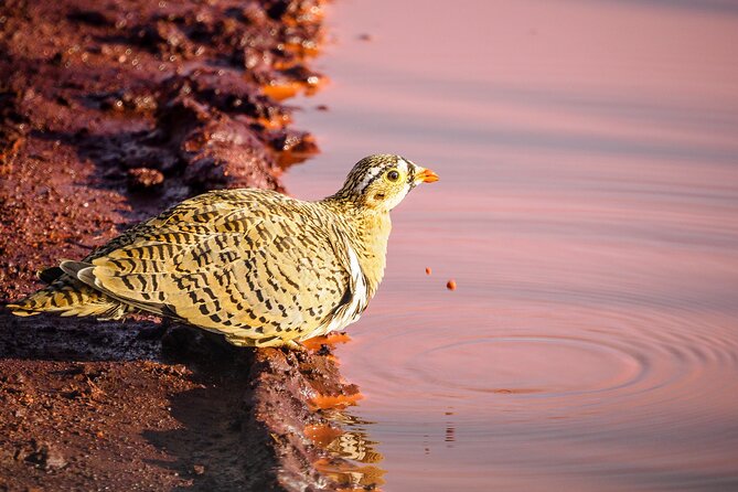 3 day Diani Beach To Tsavo East & West - Who this safari fits best, and who might want a different match