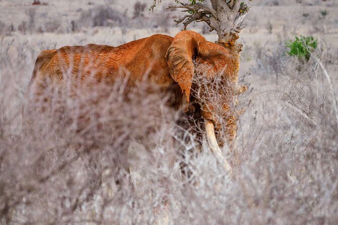 3 day Diani Beach To Tsavo East & West - Should you book? My practical take