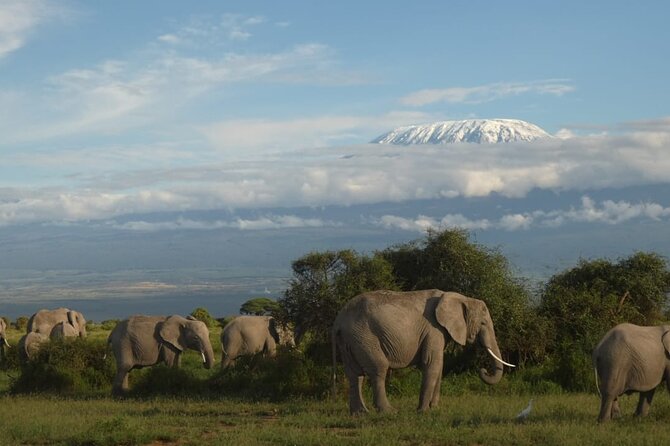 3 Day Exploring Amboseli National Park - Key Highlights Before You Go