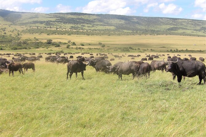 3 Day Exploring Amboseli National Park - Amboseli Wildlife, Kilimanjaro Views, And Why The Timing Matters