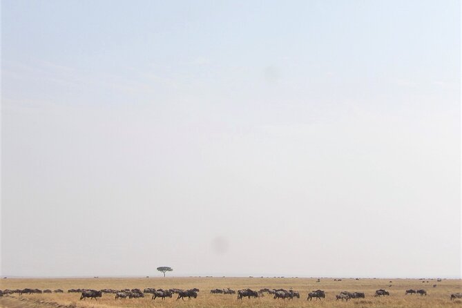 3 Day Exploring Amboseli National Park - Day 1 In Amboseli: First Morning Views, Elephant Herds, And Photo Opportunities