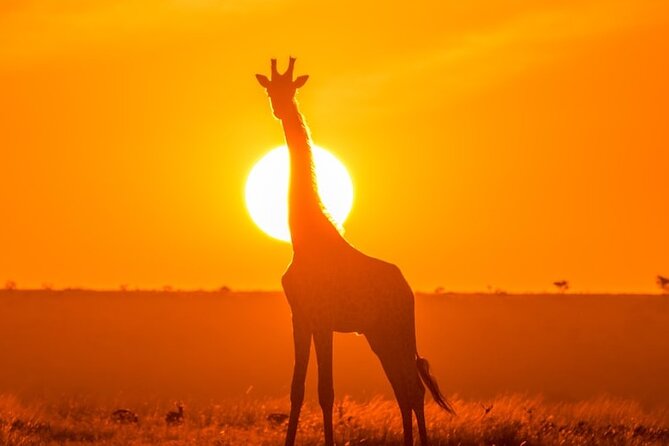 3 Day Exploring Amboseli National Park - Price and Value: What $1,159 Covers, Plus What Might Cost Extra